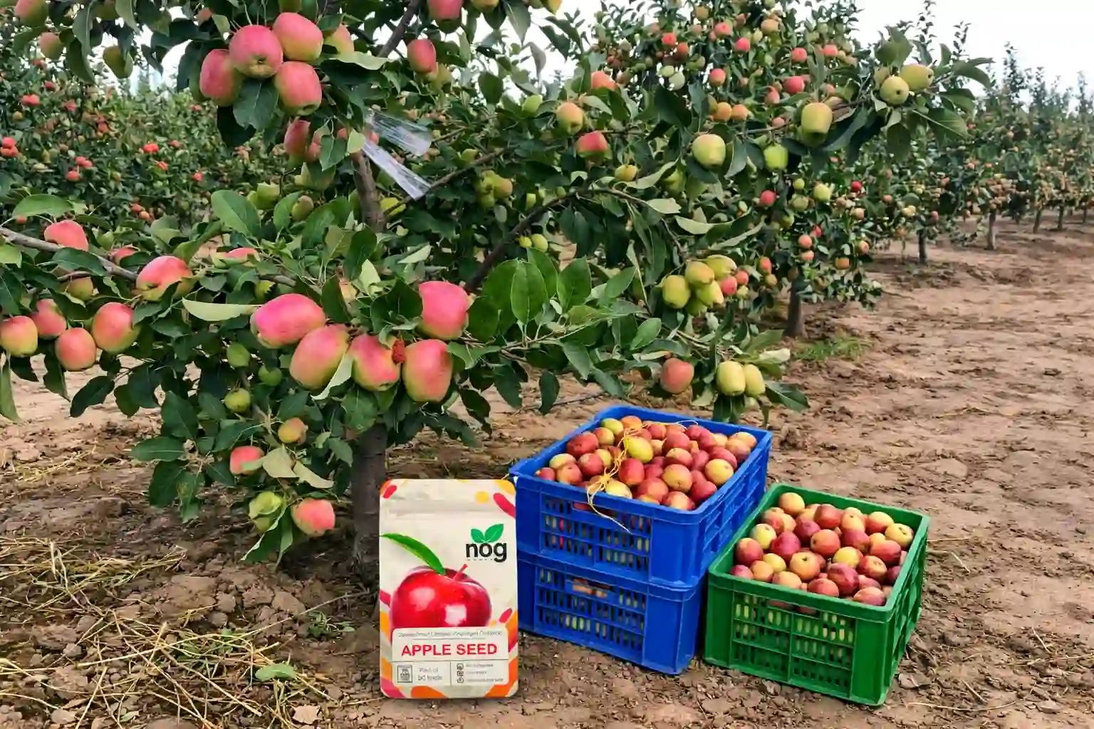 Apple Farming in Kenya 2026