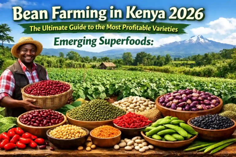 Bean Farming in Kenya 2026: The Ultimate Guide to the Most Profitable Varieties