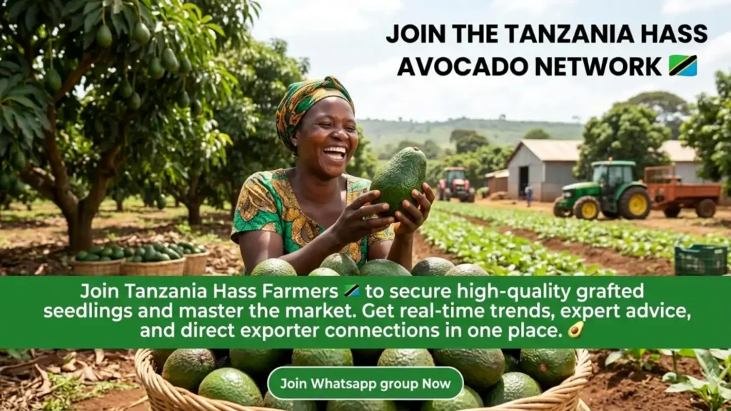 where to buy hass seedlings in tanzania