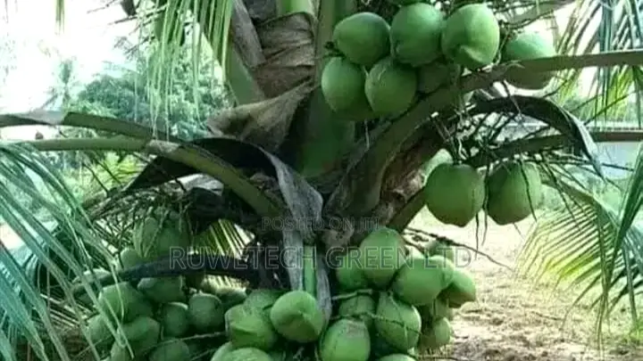 buy Coconut Seedlings Dwarf