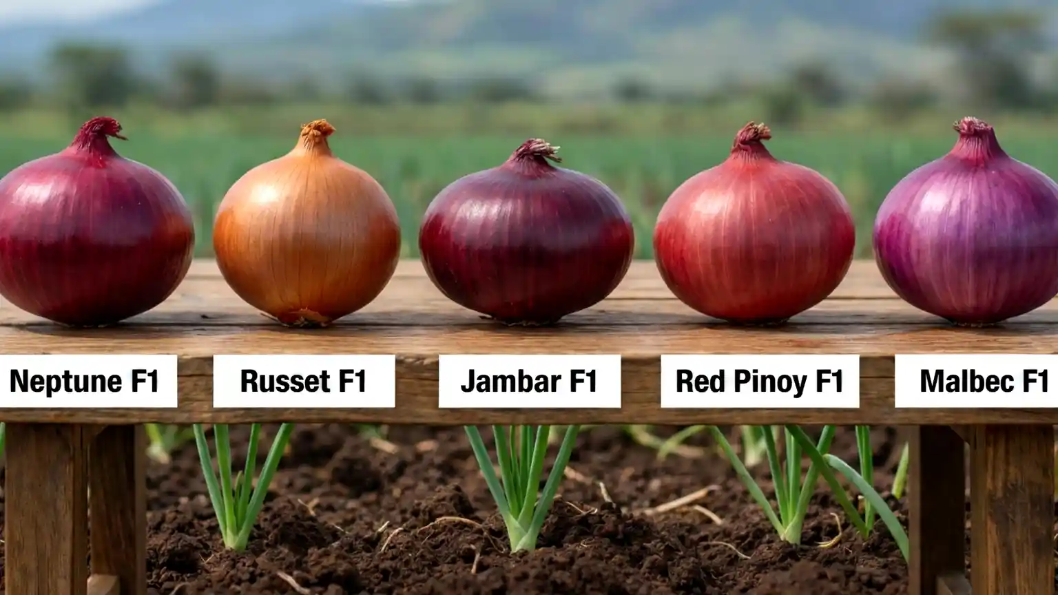 Top 5 Hybrid Onion Varieties (F1) Dominating the Kenyan Market in 2026 2 A visual guide showcasing five distinct F1 hybrid onion varieties:
