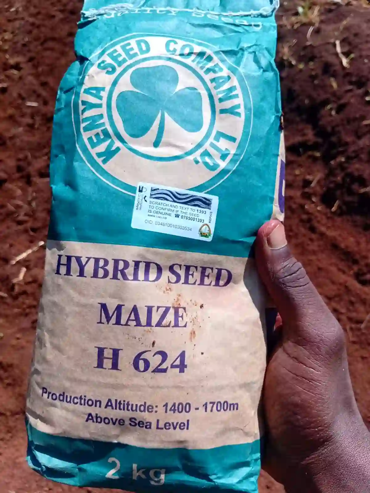 Hybrid Seed Maize H 624