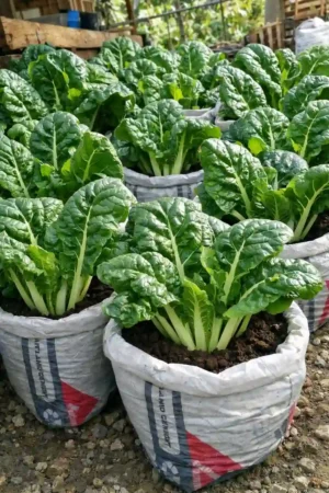 How to Grow Spinach in Sacks Step by Step