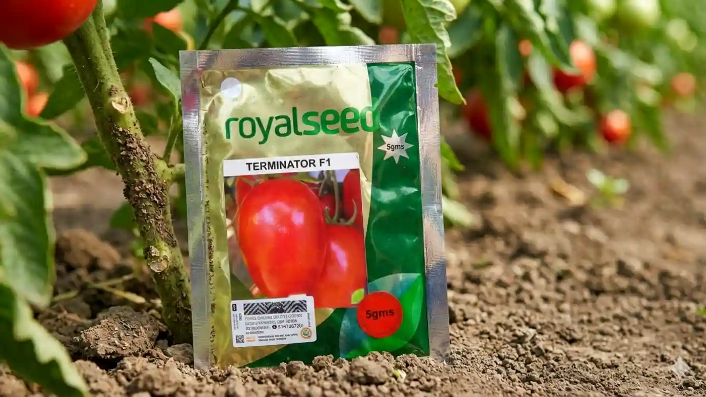 A close-up view of a 5gms packet of Royal Seed 'TERMINATOR F1' hybrid tomato seeds, standing upright in cultivated brown soil. The packet is positioned next to a thriving tomato plant stem, with blurred background foliage showing mature red tomatoes ready for harvest, illustrating successful agricultural yield in Kenya.