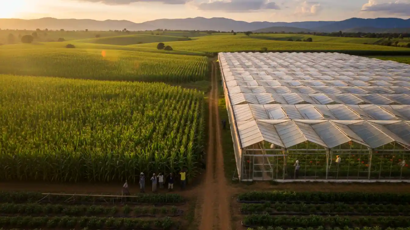 A wide drone shot comparing a lush green maize farm in Uasin Gishu alongside a modern greenhouse complex in Kiambu