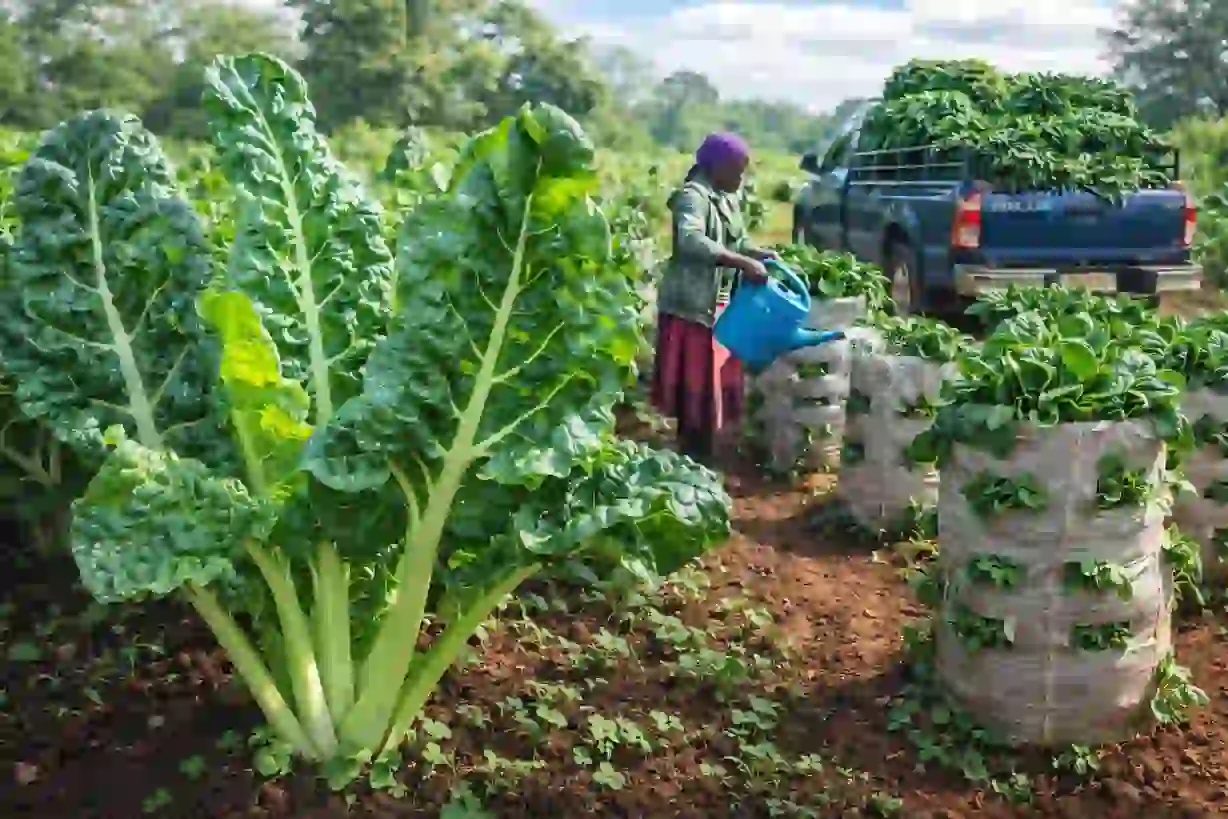 A Kenyan farmer diligently waters a field of vibrant green healthy spinach