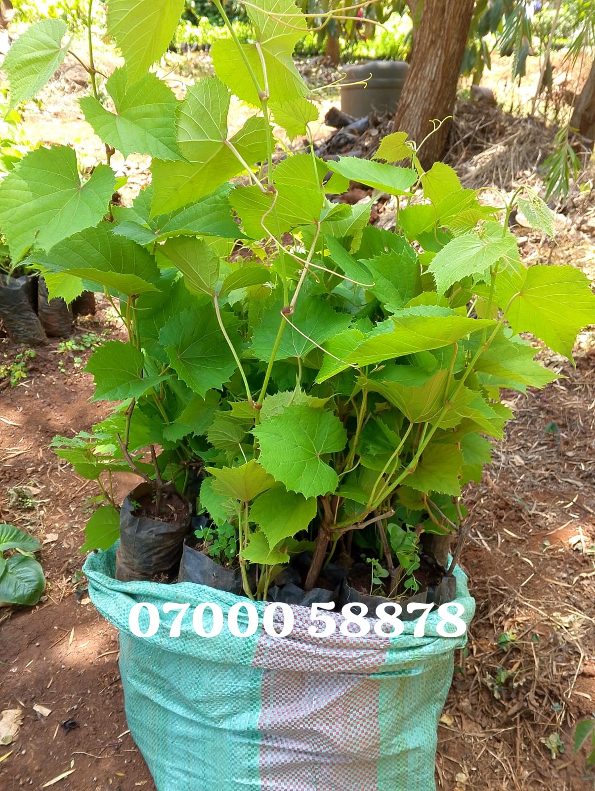 grape