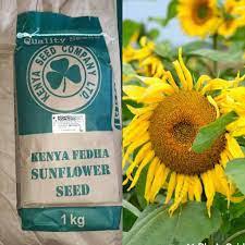 Sunflower Varieties in Kenya 2026: Best Types to Grow for Oil, Feed and Flowers in 2026 4 kenya fedha sunflower seeds