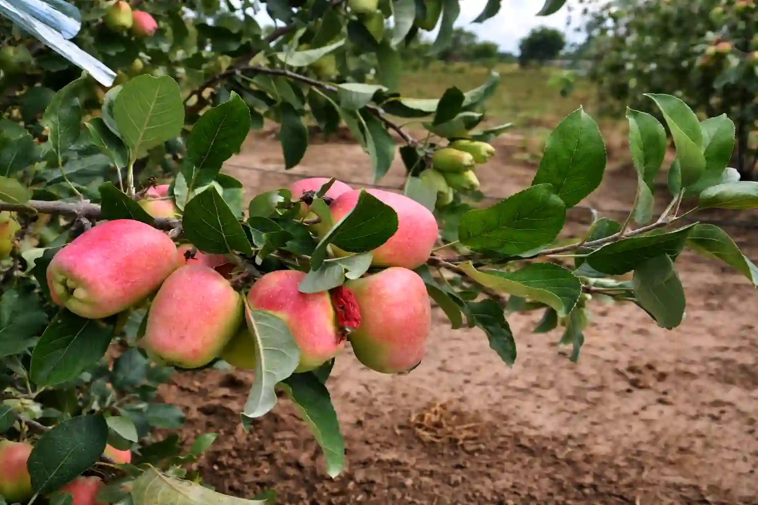 Apple Farming in Kenya 2026