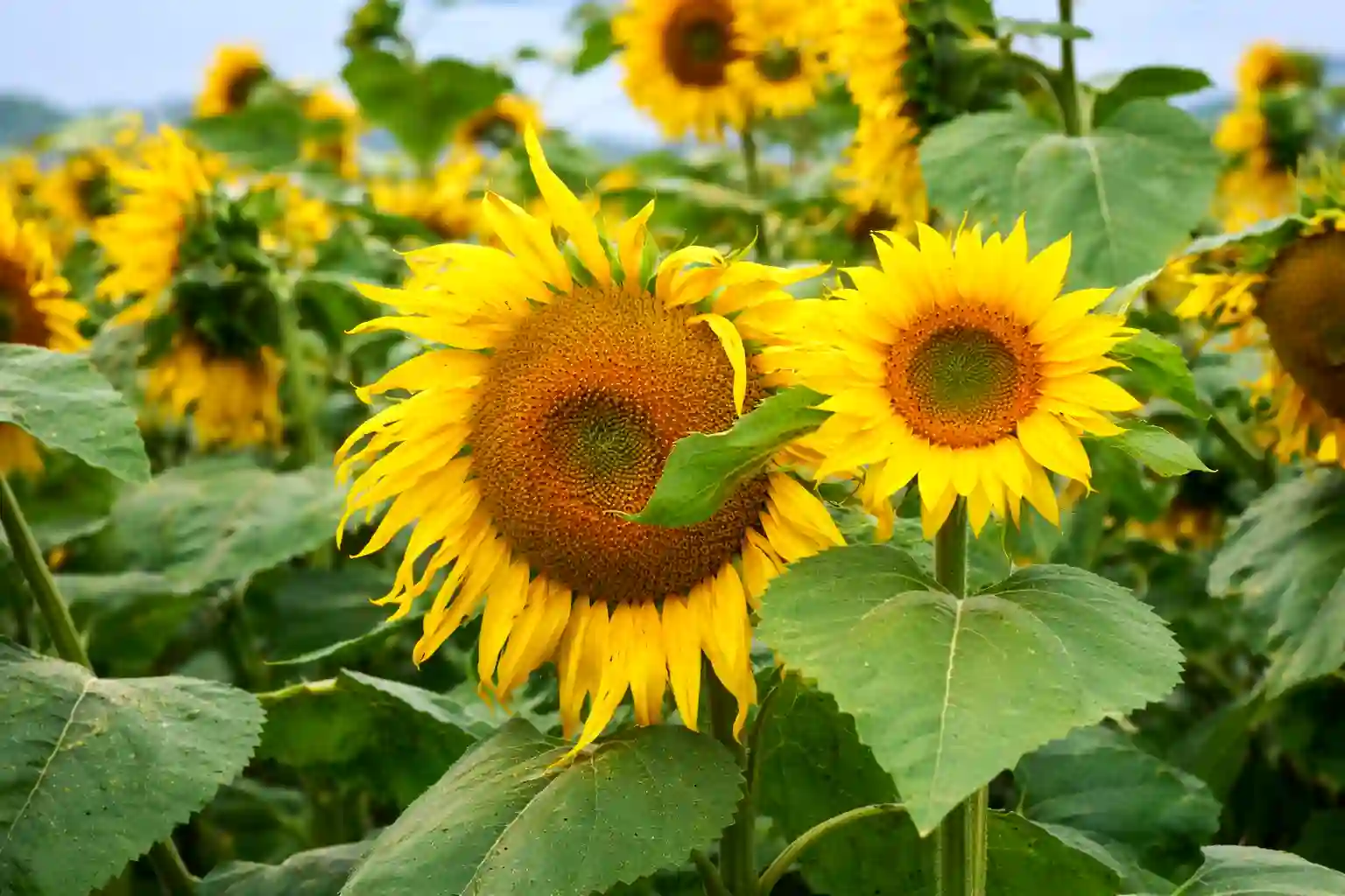 hybrid H8998 sunflower