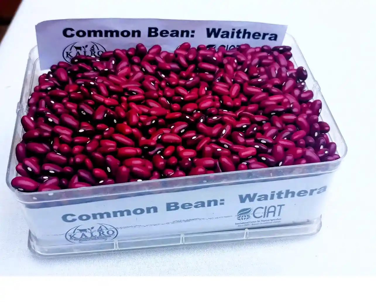 New ‘Waithera’ Bean Variety