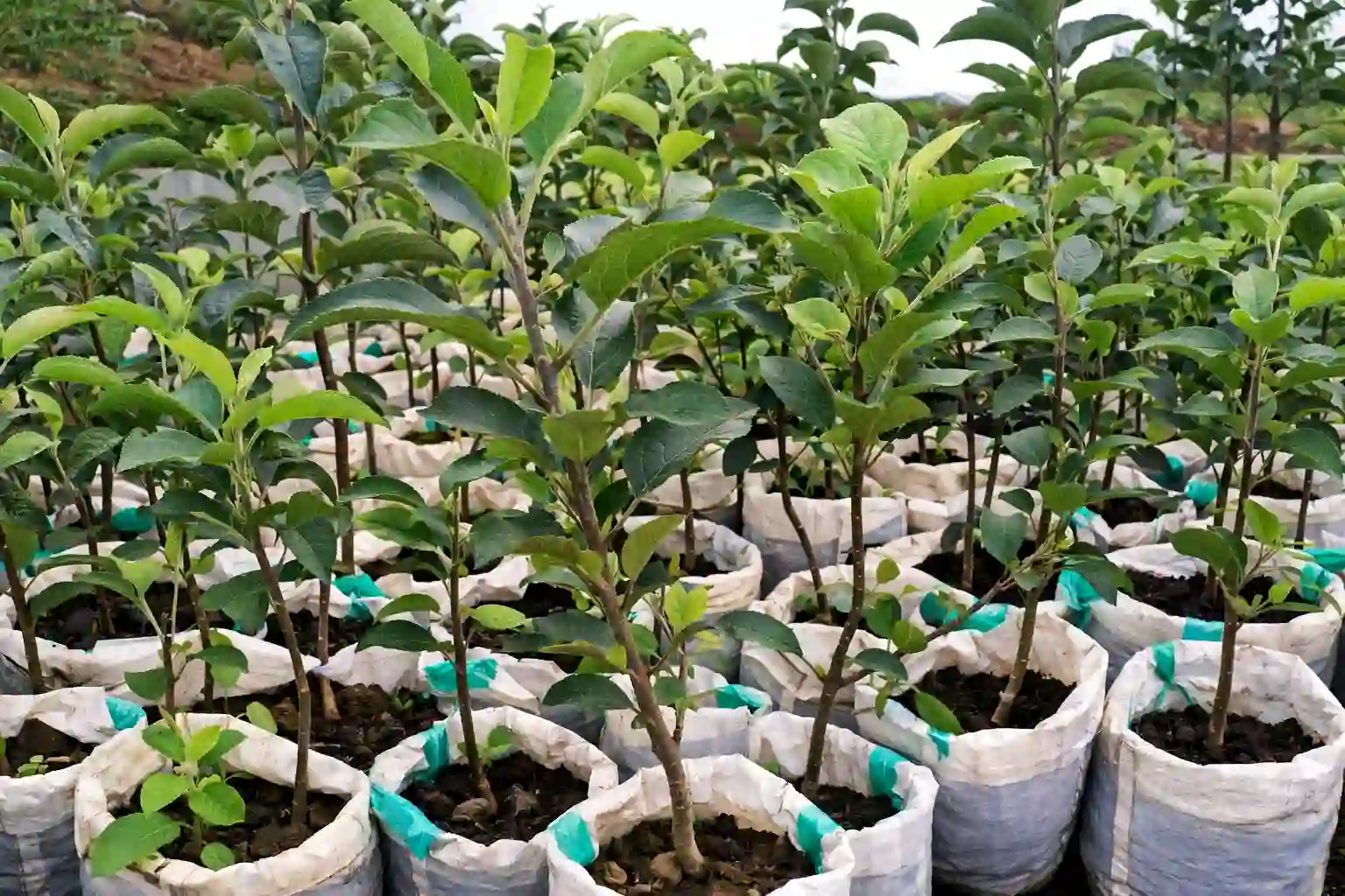 Where to Buy Apple Certified Seedlings in Kenya 2026