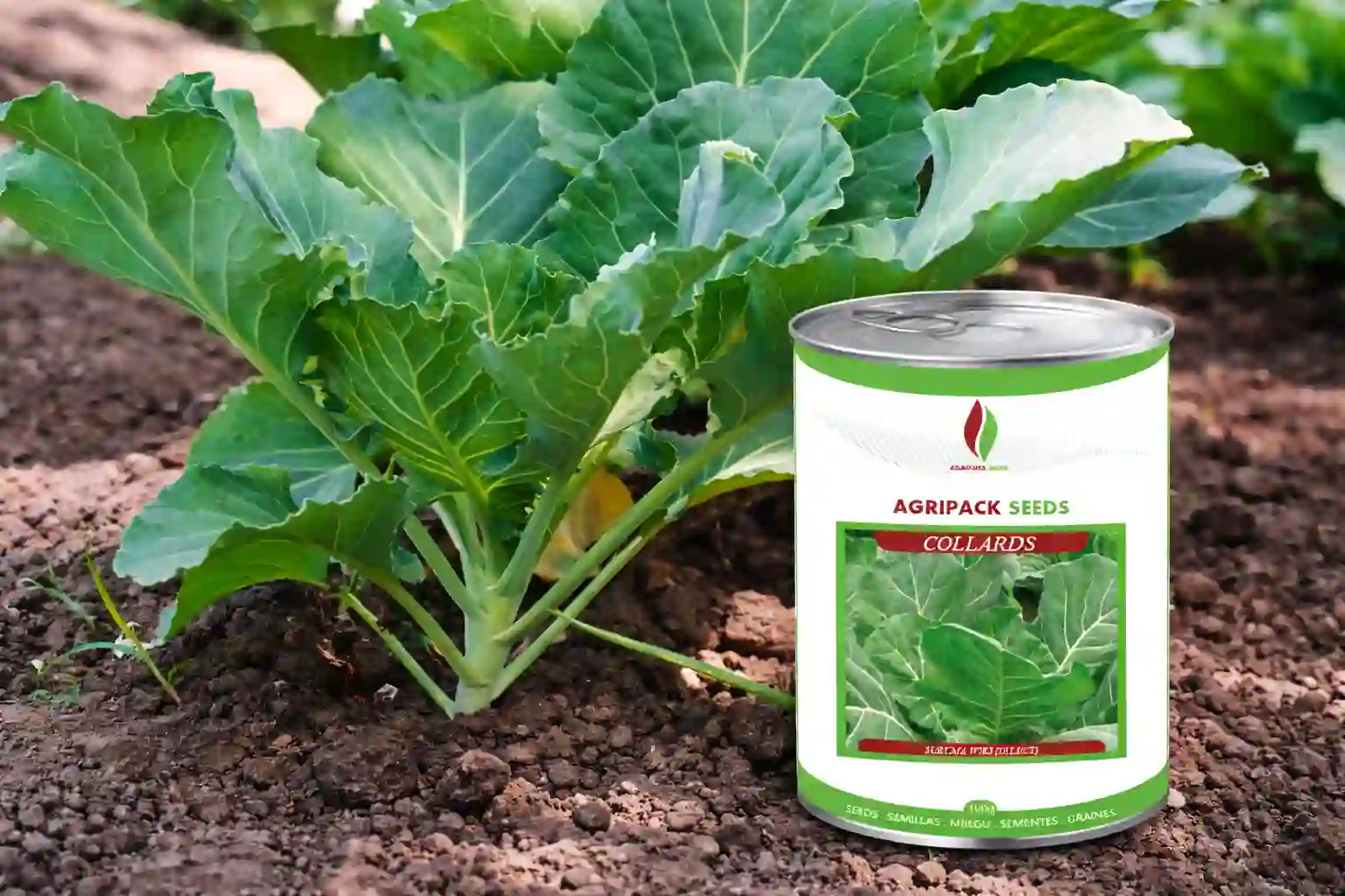Collards Sukuma Wiki 