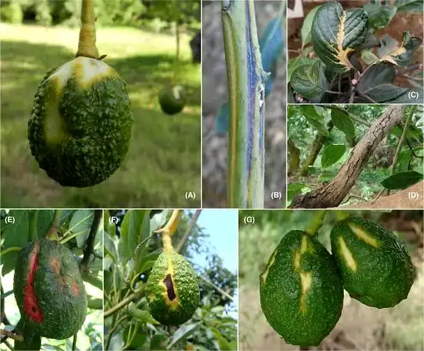 Top 10 Hass Avocado Diseases in Kenya: Causes, Symptoms & Treatment Guide (2026) 12 avocado sunblotch viroid