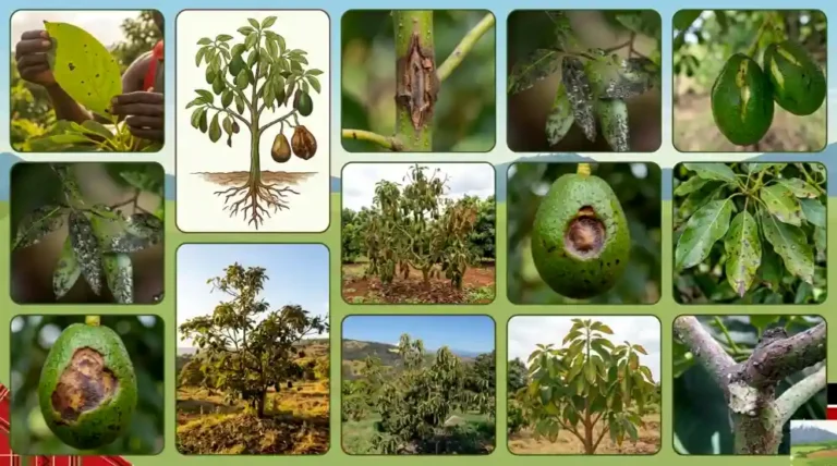 Top 10 Hass Avocado Diseases in Kenya