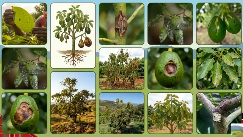 Top 10 Hass Avocado Diseases in Kenya