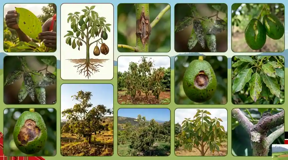 Top 10 Hass Avocado Diseases in Kenya: Causes, Symptoms & Treatment Guide (2026)