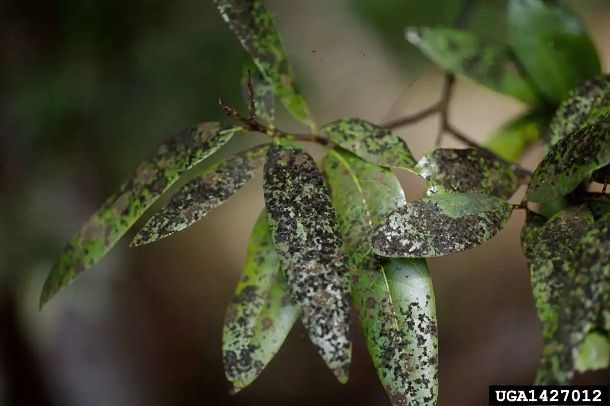 Top 10 Hass Avocado Diseases in Kenya: Causes, Symptoms & Treatment Guide (2026) 11 Sooty Mold in hass avocado