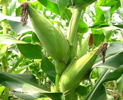 DH 04 maize growing