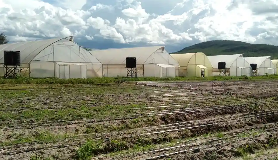 Modern greenhouse farming structures with drip irrigation systems in a rural Kenyan landscape.
