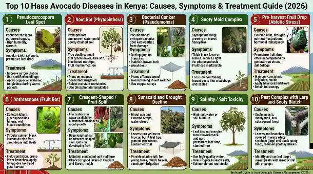 Top 10 Hass Avocado Diseases in Kenya: Causes, Symptoms & Treatment Guide (2026) 3 Top 10 Hass Avocado Diseases in Kenya