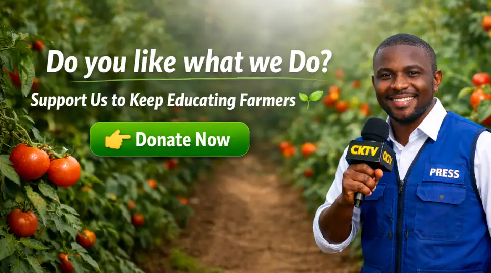 CKTV reporter in a tomato farm with a call to donate and support farmer education.