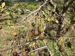 Top 10 Hass Avocado Diseases in Kenya: Causes, Symptoms & Treatment Guide (2026) 4 Phytophthora root rot (PRR) is a serious disease affecting avocado trees, caused by Phytophthora