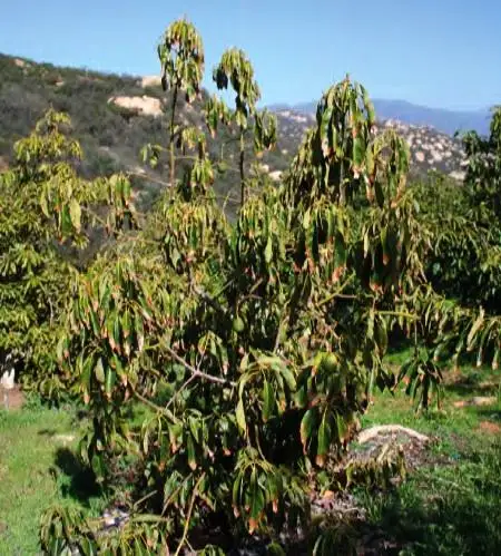 Top 10 Hass Avocado Diseases in Kenya: Causes, Symptoms & Treatment Guide (2026) 13 Armillaria Root Rot in hass avocado