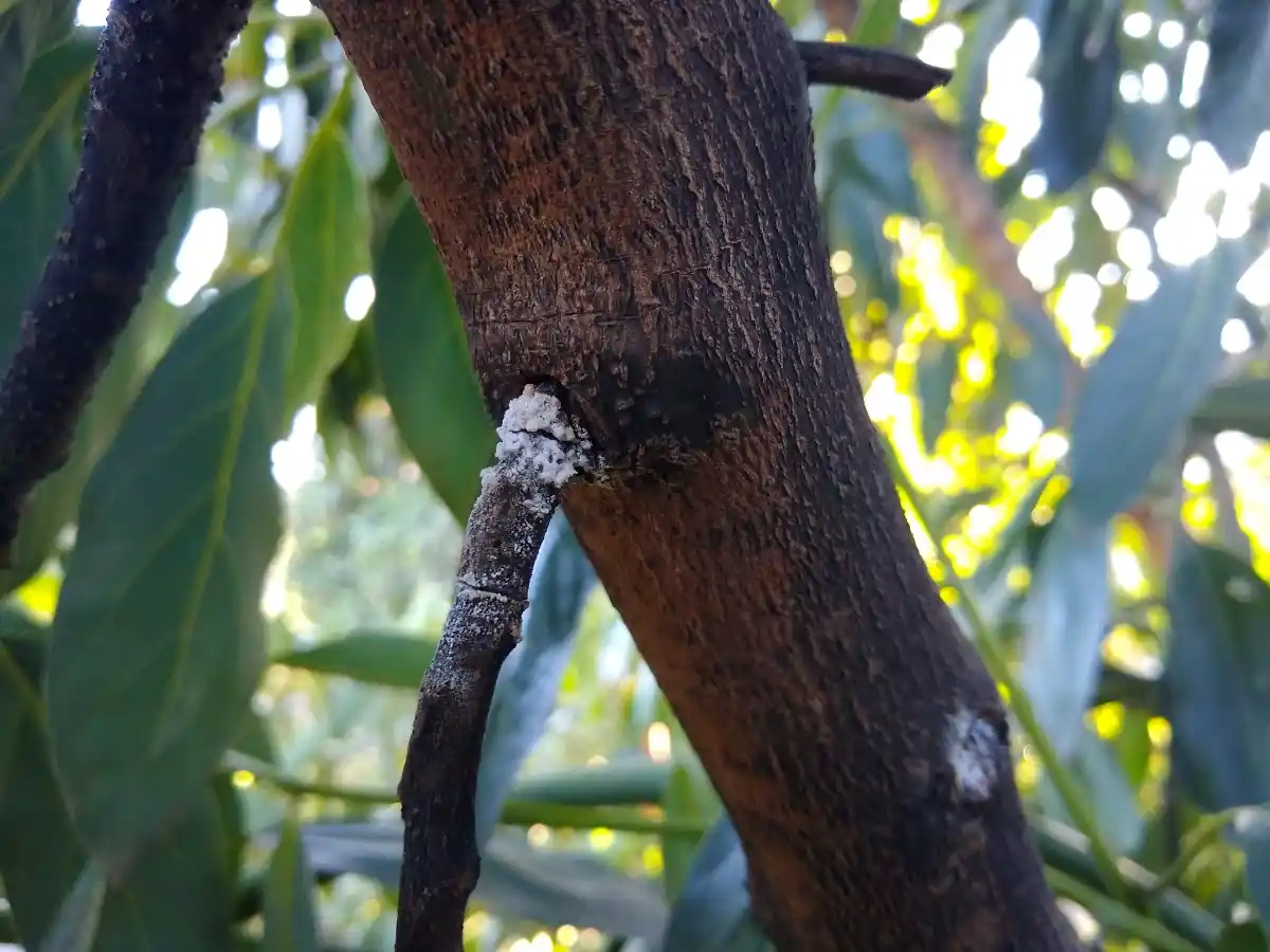 Top 10 Hass Avocado Diseases in Kenya: Causes, Symptoms & Treatment Guide (2026) 10 Powdery Mildew in hass avocado