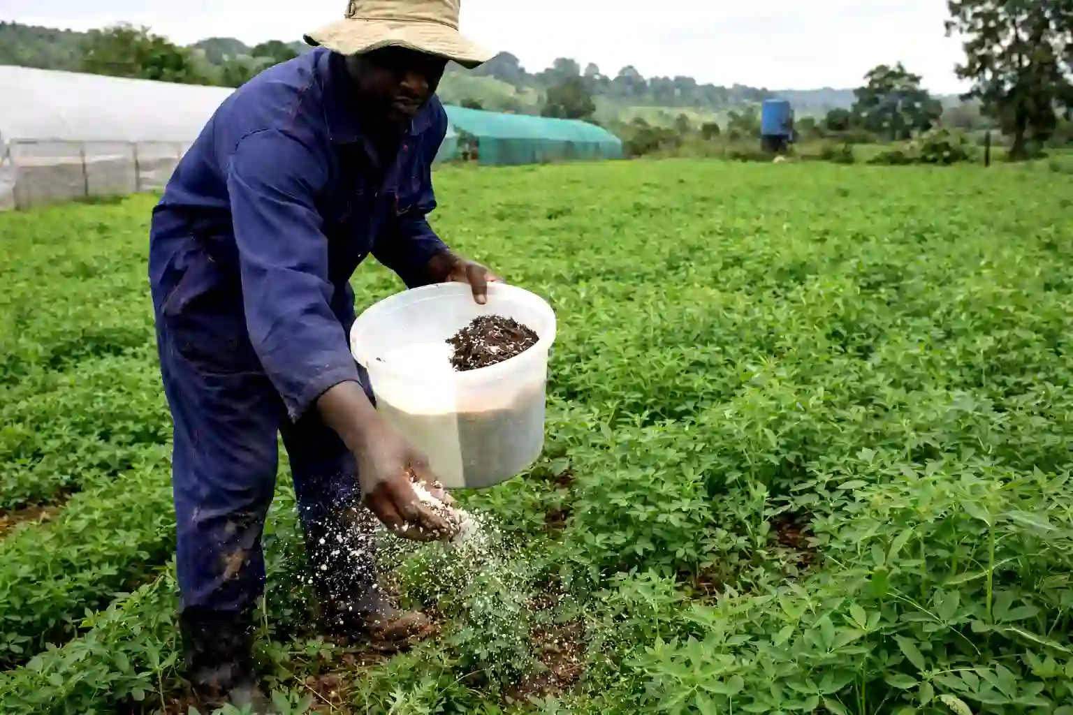 A farm worker applying organic rabbit manure and DAP fertilizer to a lush field of Lucerne fodder
