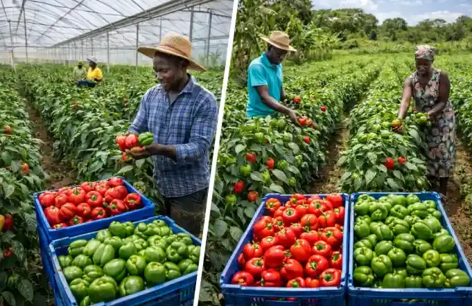 Capsicum Farming in Kenya 2026: Complete Guide to Capsicums, Red Capsicum and Green Capsicum Profits
