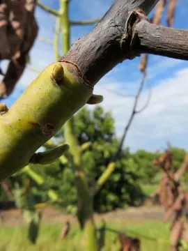 Top 10 Hass Avocado Diseases in Kenya: Causes, Symptoms & Treatment Guide (2026) 9 Verticillium Wilt in hass avocado