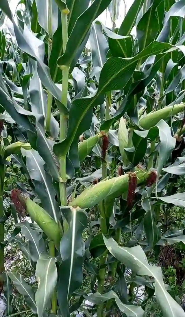 Sustainable maize farming in Kenya: A vibrant field showcasing healthy stalks and developing ears