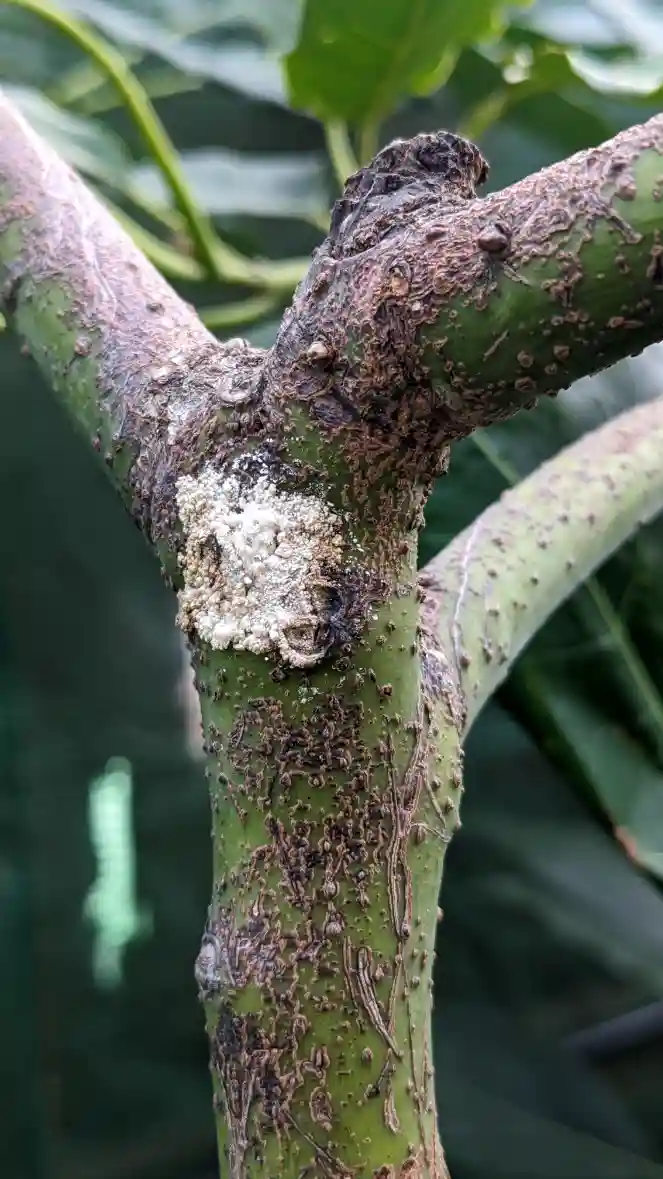 Top 10 Hass Avocado Diseases in Kenya: Causes, Symptoms & Treatment Guide (2026) 8 Dothiorella Canker