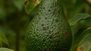 Top 10 Hass Avocado Diseases in Kenya: Causes, Symptoms & Treatment Guide (2026) 6 cercospora spot in hass avocado