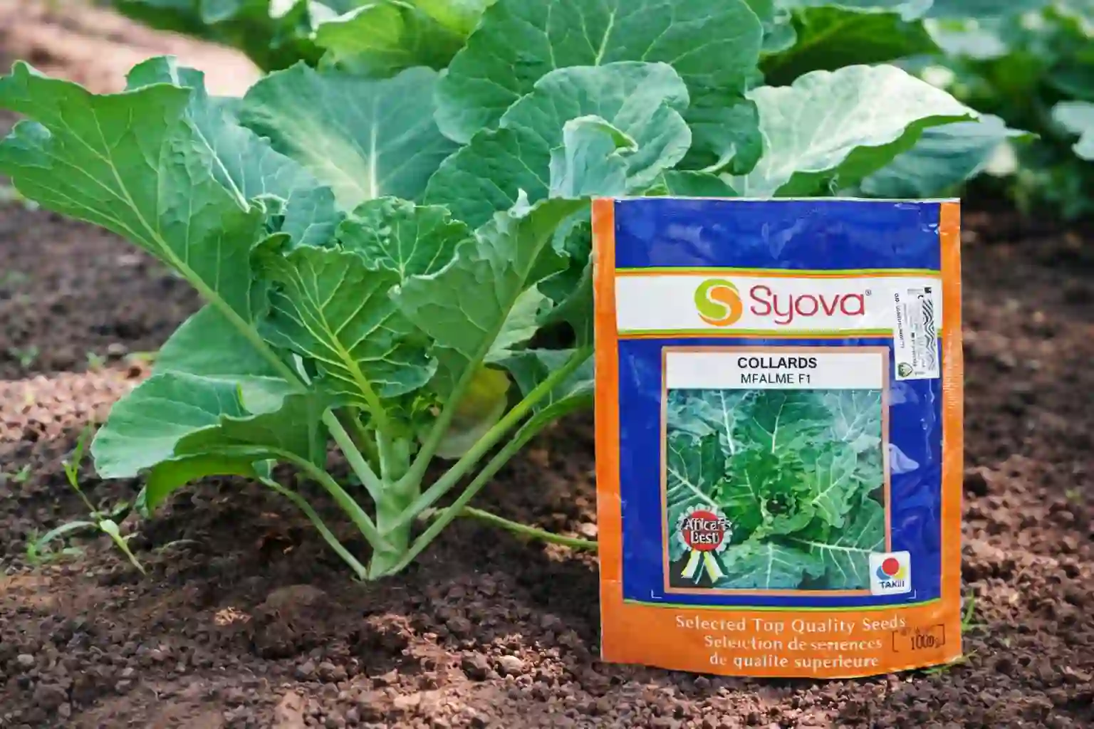 A vibrant green collard sukuma wiki Mfalme F1', thriving in dark brown soil next to an orange and blue Syova brand seed packet. 