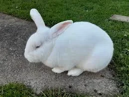 New Zealand White Rabbit kenya