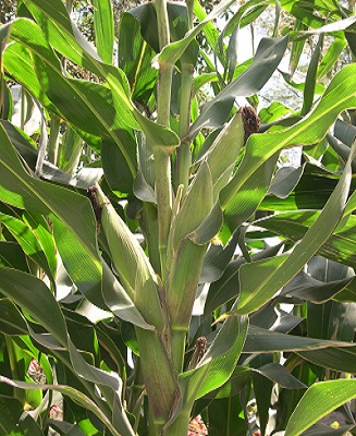 Maize H614 d