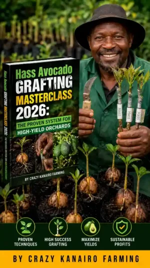 Hass Avocado Grafting Masterclass: The Proven System for High-Yield Orchards