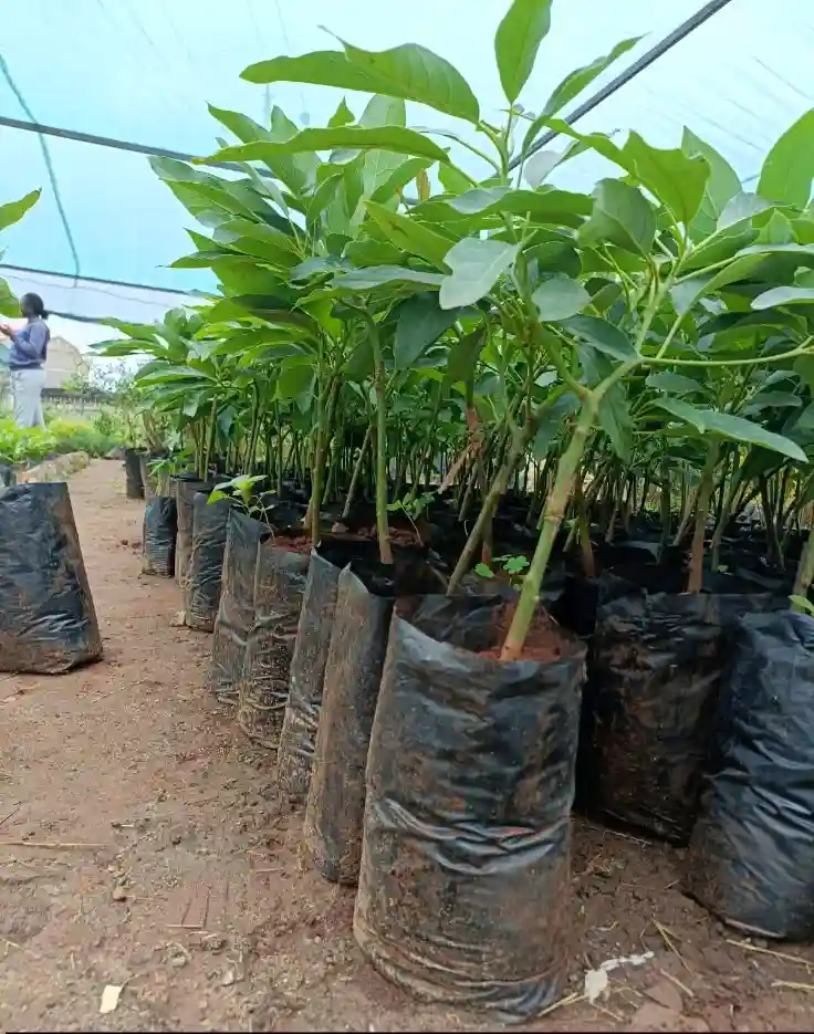 avocado nursery