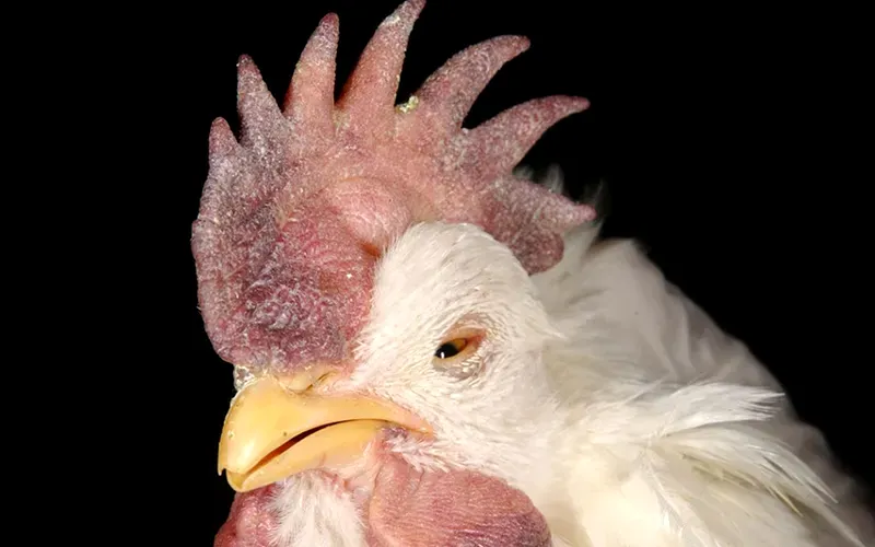newcastle disease in chickens