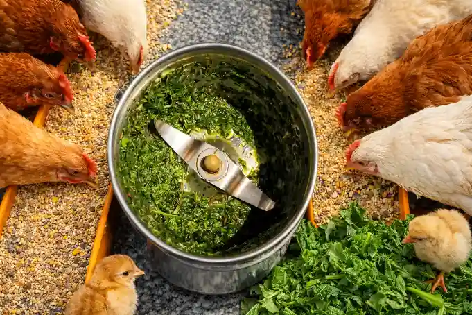 Improved Kienyeji Chicken Farming in Kenya 2026: Complete Guide to Breeds, Housing, Feeding and Profits 8 A group of chickens and young chicks feed on grain from long troughs surrounding a metal blender filled with freshly chopped green herbs.