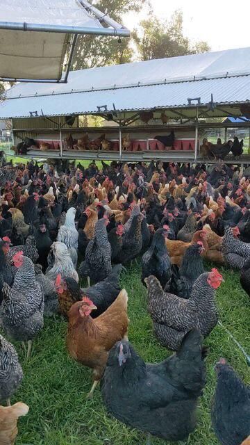 Improved Kienyeji Chicken
