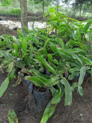 Buy Healthy Dragon Fruit Seedlings | Exotic Pitaya Plants
