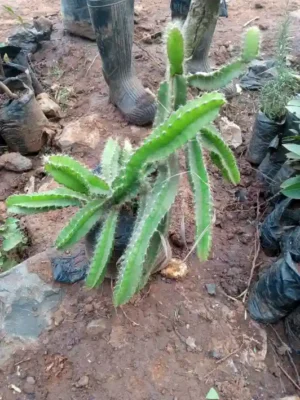 Dragon Fruit Seedlings