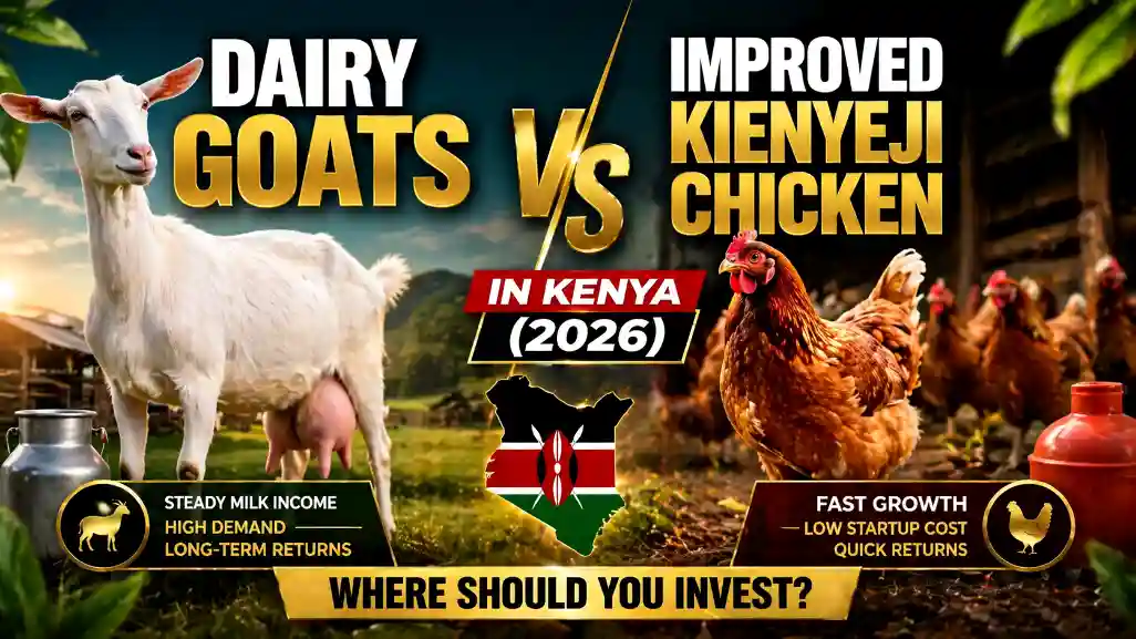 Dairy Goats vs Improved Kienyeji Chicken in Kenya (2026): Where Should You Invest?