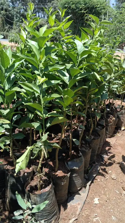 Grafted Pixie Orange Seedlings for Sale in Kenya 2 Grafted Pixie Orange Seedlings for Sale in Kenya