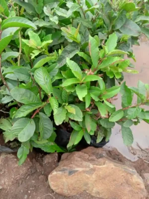 High-Quality White Guava Seedlings