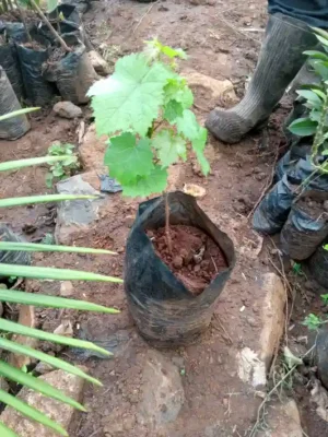Dark Grape Seedlings