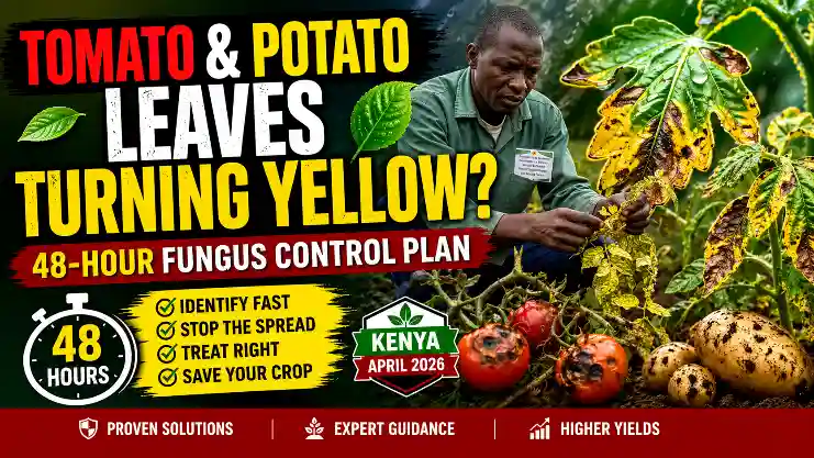 48-Hour Fungus Control Plan (Kenya April 2026)